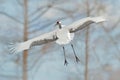 Crane in fly. Winter Japan. Flying White bird Red-crowned crane, Grus japonensis, with open wing, with snow storm, Hokkaido, Japan Royalty Free Stock Photo