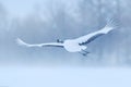 Crane fly, winter scene with snowflakes. Wildlife scene from snowy nature. Red-crowned crane flight above snowy meadow, Hokkaido,