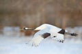 Crane fly, winter scene with snowflakes. Wildlife scene from snowy nature. Red-crowned crane flight above snowy meadow, Russia,