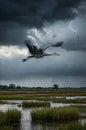 Heron soaring through stormy sky over the wetland landscape Royalty Free Stock Photo