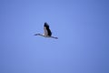Crane flying in the sky