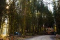 Crane in forest loading logs in the truck. Timber harvesting and transportation in forest