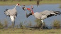 crane (Grus carunculata), a threatened monogamous species of crane