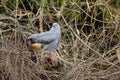 Crane Hawk on Fallen Log Looking over Shoulder