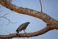 Crane Hawk on Forked Tree Branch at Dusk