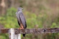 Crane Hawk (Geranospiza caerulescens) perched on a wooden fence in the Brazilian caatinga