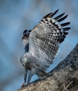 Crane hawk lands on a branch in Pantanal, Brazil