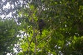 Wildlife: Crane Hawks are raptors that can extract prey from trees Royalty Free Stock Photo