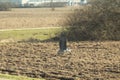 Flying heron crane above the field