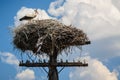 A stork in his nest