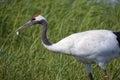 Crane holding fish in mouth Royalty Free Stock Photo