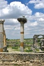 Crane in its nest on top of Roman ruins