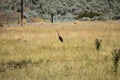 A Crane in a field on the Oregon Trail Royalty Free Stock Photo
