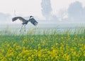 Crane Landing in Mustard Field Royalty Free Stock Photo