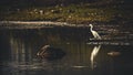 The king crane looking for queen at beach side