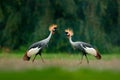 Crane love. Grey crowned crane, bird love, Balearica regulorum, with dark background. Bird head with gold crest in heavy rain,