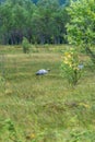 Crane in a meadow in Norway, close to the Arctic Circle