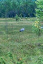 Crane in a meadow in Norway, close to the Arctic Circle