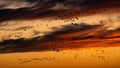 Crane Migration in the sunset, Hortobagy, Hungary