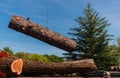 Crane moves large section of Redwood tree