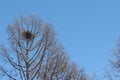 Crane nest against the blue sky in the spring Royalty Free Stock Photo