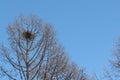 Crane nest against the blue sky in the spring