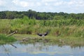 Crane with outspread wings