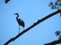 Crane Perch Royalty Free Stock Photo