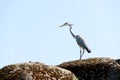 Crane in profile on a rock vertical Royalty Free Stock Photo