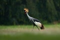 Crane in rain. Grey crowned crane, Balearica regulorum, with dark background. Bird head with gold crest in beautiful evening sun l