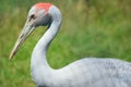 Crane with Red Head Royalty Free Stock Photo