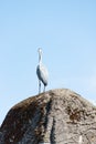 Crane on a rock vertical Royalty Free Stock Photo