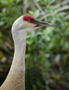 An alert Sandhill Crane stands in profile Royalty Free Stock Photo
