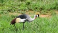Crane in the Savannah Safari in Kenya Royalty Free Stock Photo