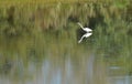 Crane searching for fish