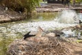 Crane sits on a nest in Gan Guru kangaroo park in Kibutz Nir David in the north of Israel