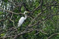 A crane sitting in a big tree in a forest.