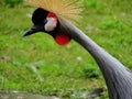 Crane Standing in zoo in bavaria germany in augsburg