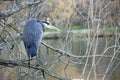 Crane at Green Lake Seattle Royalty Free Stock Photo