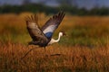 Crane sunrise fly, Okavango delta. Wattled crane, Grus carunculata, with red head, wildlife from Okavango delta, Moremi, Botswana. Royalty Free Stock Photo