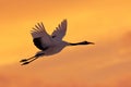 Crane sunset, Japan. Bird fly, wildlife scene from snowy nature. Red-crowned crane flight above snowy meadow, Russia, Asia. Cold