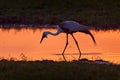 Crane sunset, Okavango delta. Wattled crane, Grus carunculata, with red head, wildlife from Okavango delta, Moremi, Botswana. Big Royalty Free Stock Photo