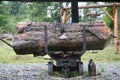 Crane to move felled tree