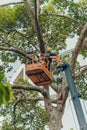 Crane truck on road for group of people working in Saigon,Vietnam, Vietnamese worker work on boom lift to cut branch of tree for