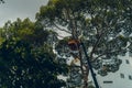 Crane truck on road for group of people working in Saigon,Vietnam, Vietnamese worker work on boom lift to cut branch of tree for