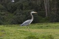 A crane walking on grass Royalty Free Stock Photo