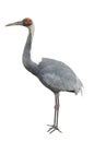 Crane Royalty Free Stock Photo
