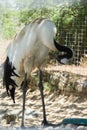 Crane in the zoo. A wild bird in captivity. Animals in the zoo