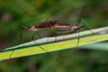 Craneflies coupled Royalty Free Stock Photo