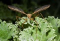 Cranefly on Borecole Royalty Free Stock Photo